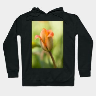 Tulip Hoodie